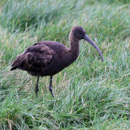 Ibis in Nederland | Zelf Geschoten