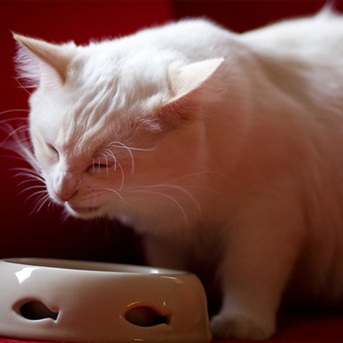 Inspectie ziet stijgend aantal meldingen van verwaarloosde dieren