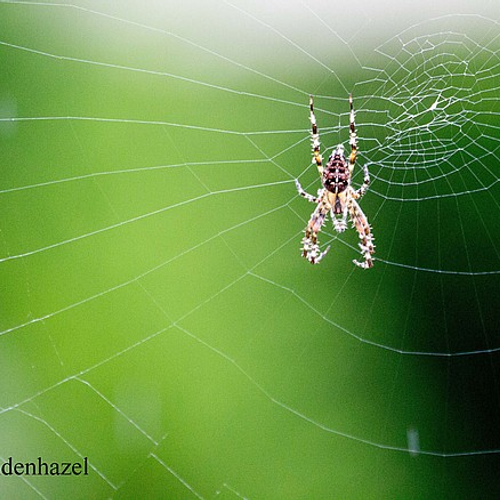 Uitslag spinnentelling: herfstspin verdwijnt uit onze tuinen