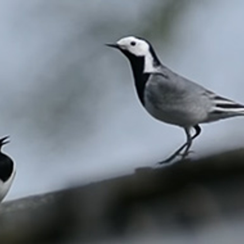 Paartje witte kwikstaarten baltst