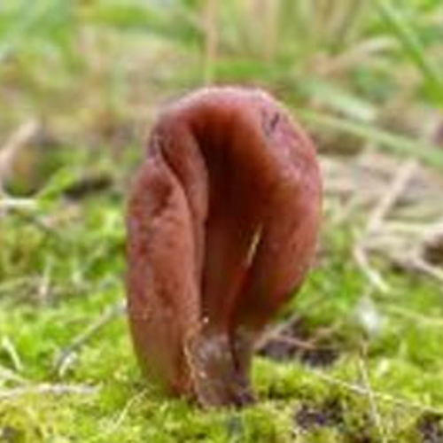 Zeer zeldzame paddenstoel gevonden op Vlieland