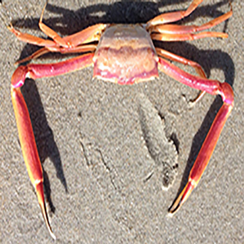 Hoekige krab op Ameland