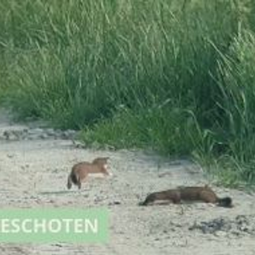 Spelende hermelijntjes