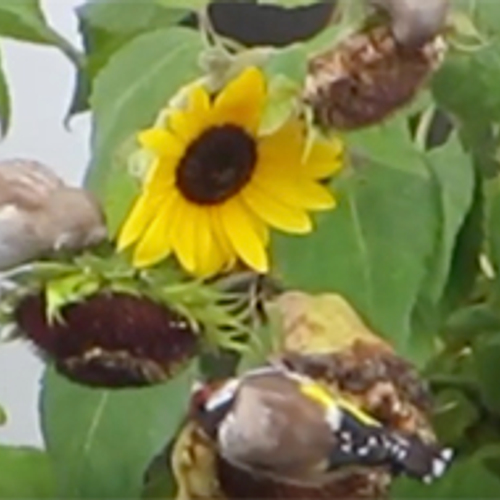 Puttertjes op de zonnebloemen