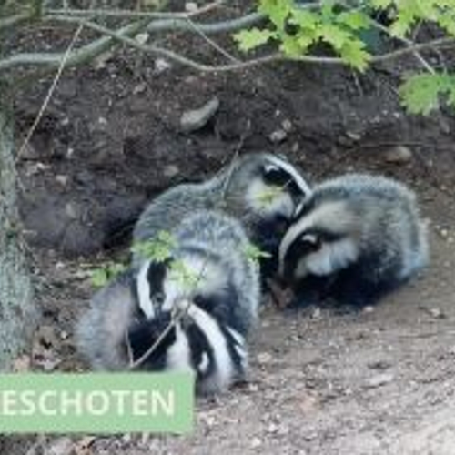 Jonge dassen ravotten