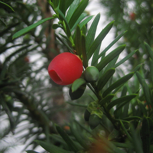 Dodelijke planten