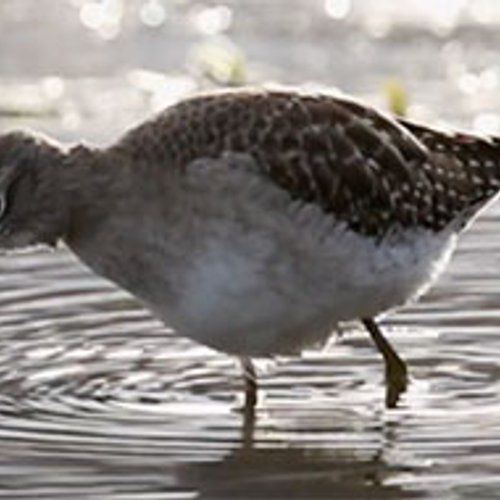 Bosruiter in de sneeuw