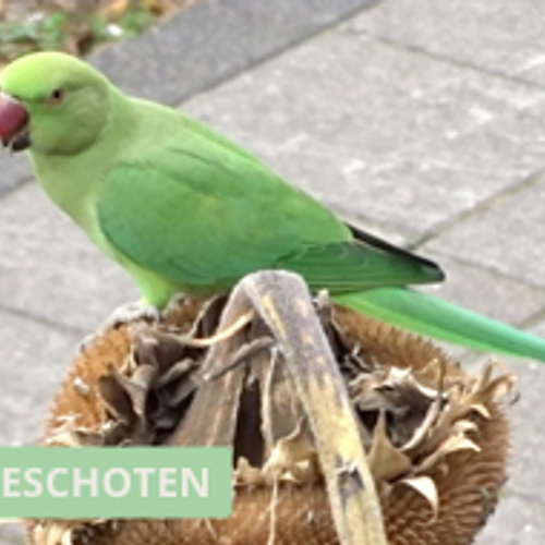 Halsbandparkiet op een zonnebloem