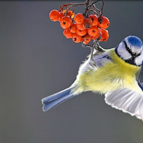 Afbeelding van Tel mee met de Nationale Tuinvogeltelling