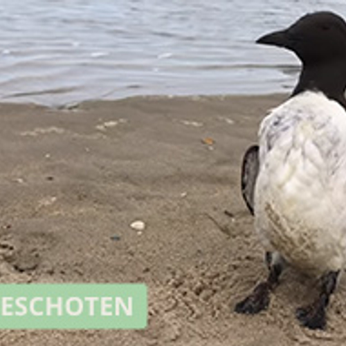 Zeekoet op het strand