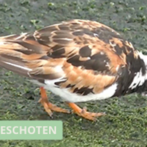 Steenlopers in half zomerkleed