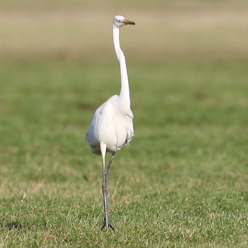 Grote zlverreiger eet een muis | Zelf Geschoten