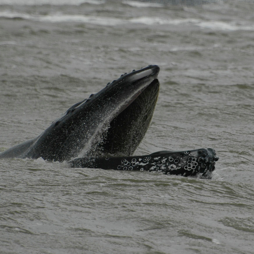 Steeds meer bultruggen, potvissen en bruinvissen in de Noordzee