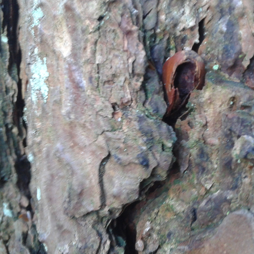 Spoorzoeken in de winter: ingeklemde nootjes