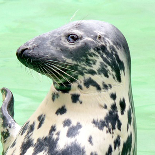 Ringelrob via de Amstel op weg naar zee