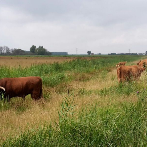 Natuurontwikkeling in de Noordwaard