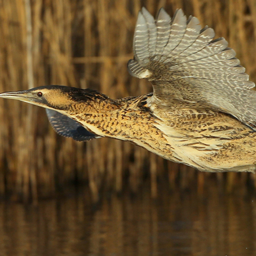 Verdroogd moeras Wieden weer klaar voor roerdomp