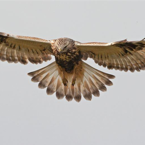 Ruigpootbuizerd helpt landschapsbeheer