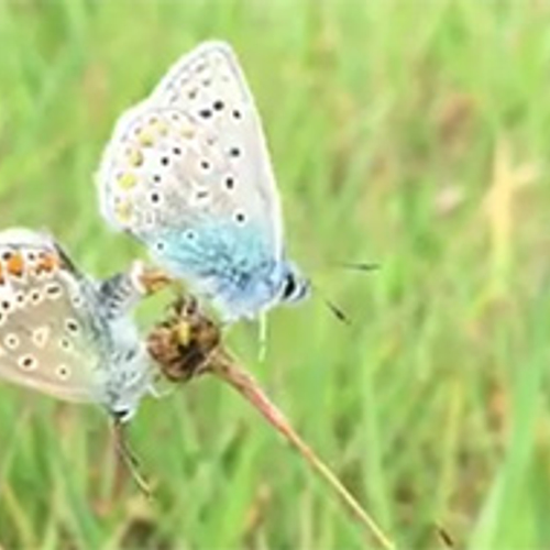 Parende icarusblauwtjes