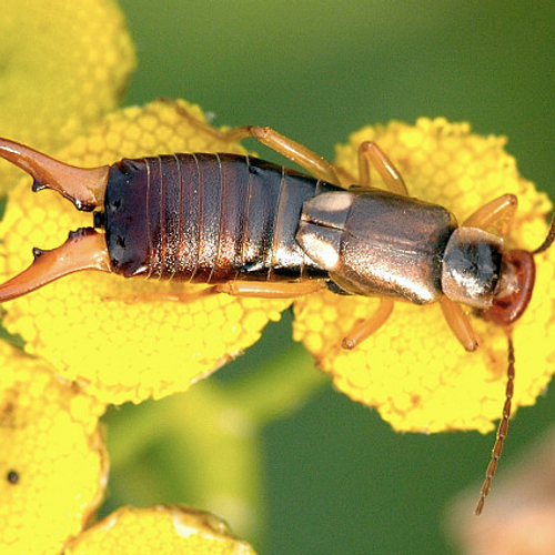 Oorworm als biologisch bestrijdingsmiddel