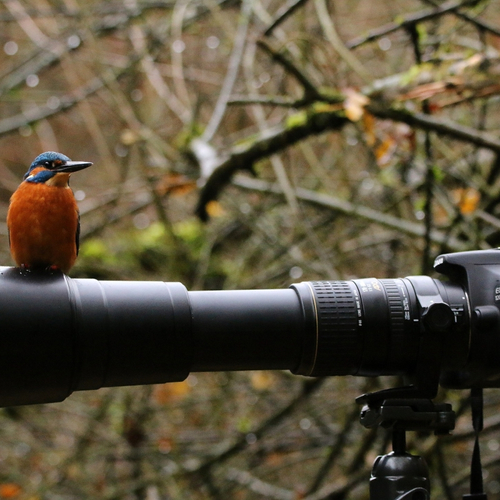 Wedstrijd natuurfilmen voor jongeren