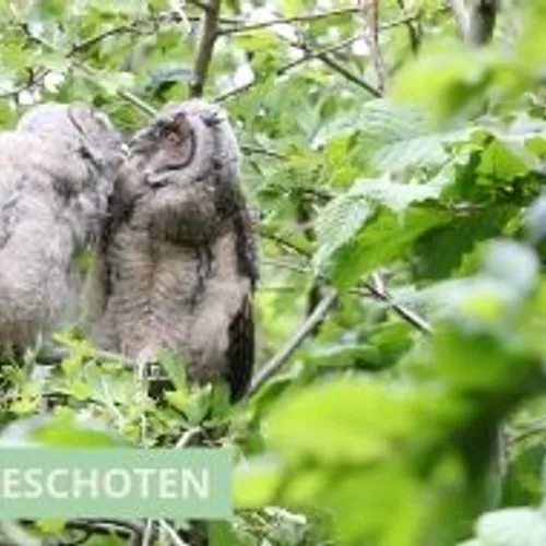 Knuffelende jonge ransuilen