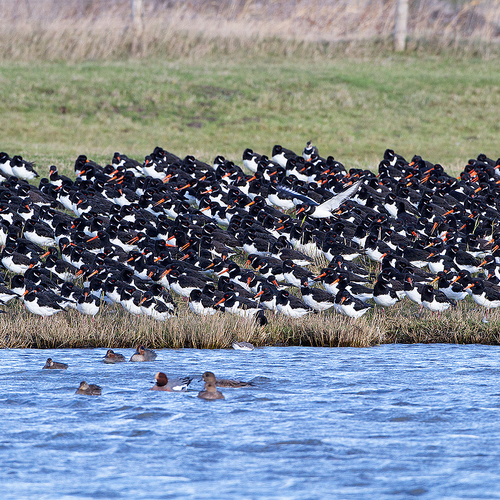 Klacht tegen Nederland om vogelbeheer