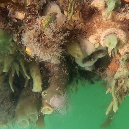 Volop leven op de steigerpalen