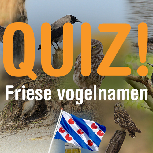 Quiz: ken jij deze Friese vogelnamen?