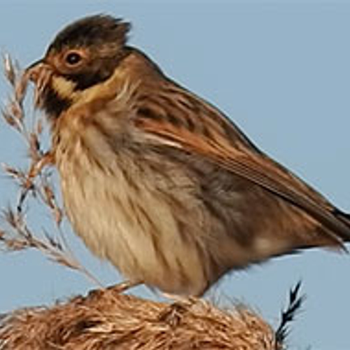 Rietgros op het riet