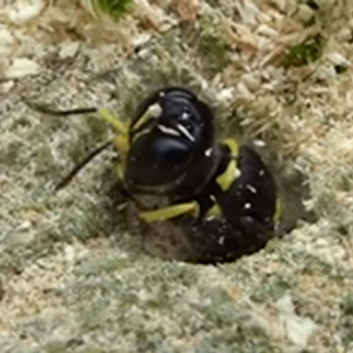 Blokhoofdwesp broedt in stam