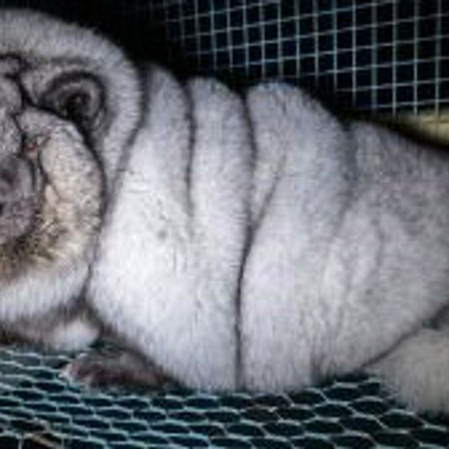 Vetgemeste poolvossen in Finland