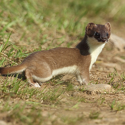 Noordse woelmuis maaltijd voor hermelijn