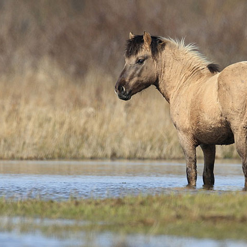 Winterbegrazing werkt