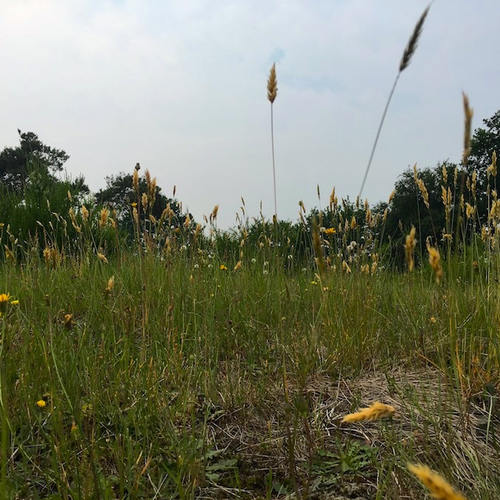 Zilt en zoet in Woensdrechtse duintjes