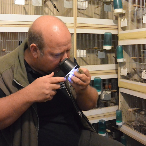 Stop de vogelhandel