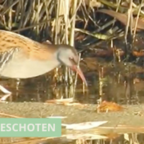 Waterral laat zich zien en eet baars