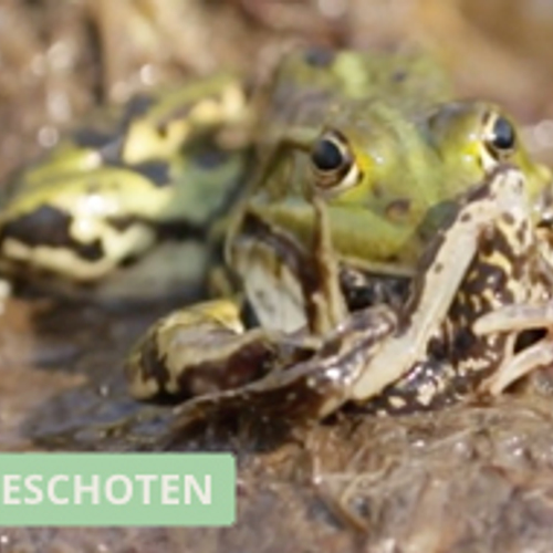 Zelf Geschoten Winnaar: Groene kikker is een kannibaal