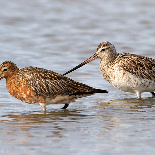 Wat kunnen wij leren van dieren die navigeren?