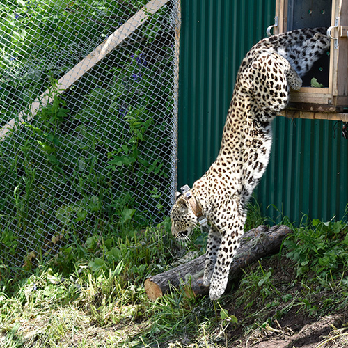Perzisch luipaard terug in Rusland