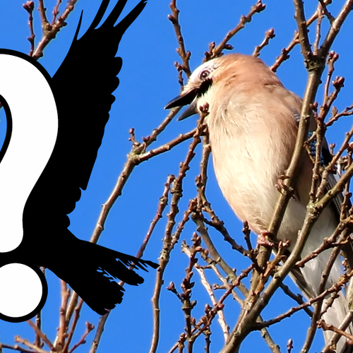 Welke vogel doet deze gaai na? | Zelf Geschoten