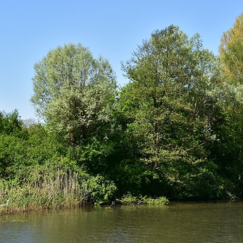 Kinderen planten bomen op jaarlijkse boomfeestdag