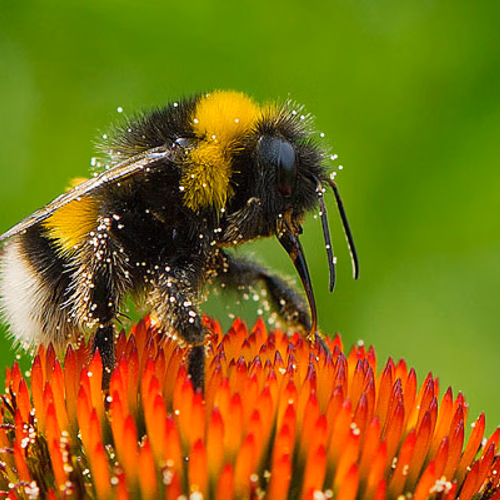 Afbeelding van Opnieuw weinig hommels geteld tijdens Nationale Bijentelling