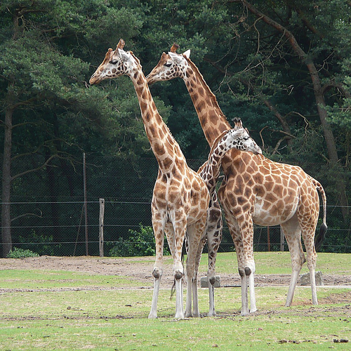 Steun voor de giraffe