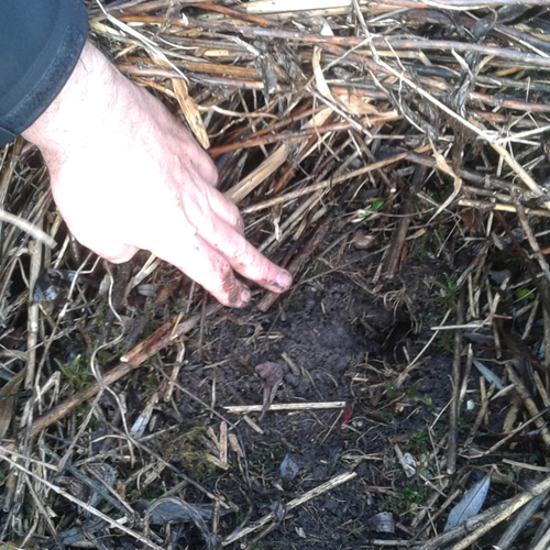 Aardmuis bedreigt noordse woelmuis