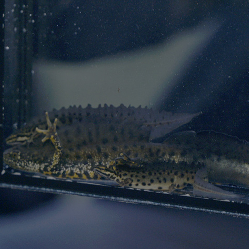 Kamsalamanders in het donker