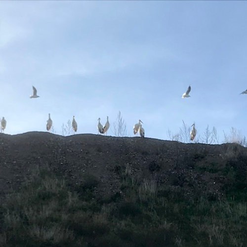 Overwinterende ooievaars