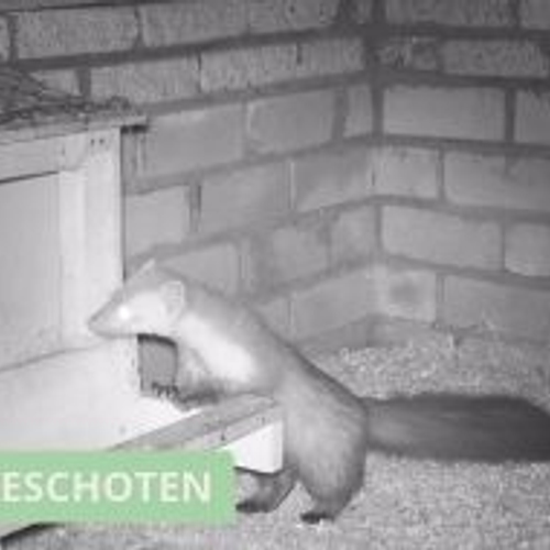 Steenmarter blijkt eierdief