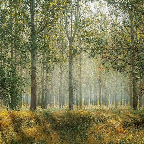 Afbeelding van Vroege vogelzang in het bos | Nationaal Vogelconcert #4