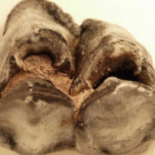 Kies reuzenhert legt vegetatie in ijstijd bloot